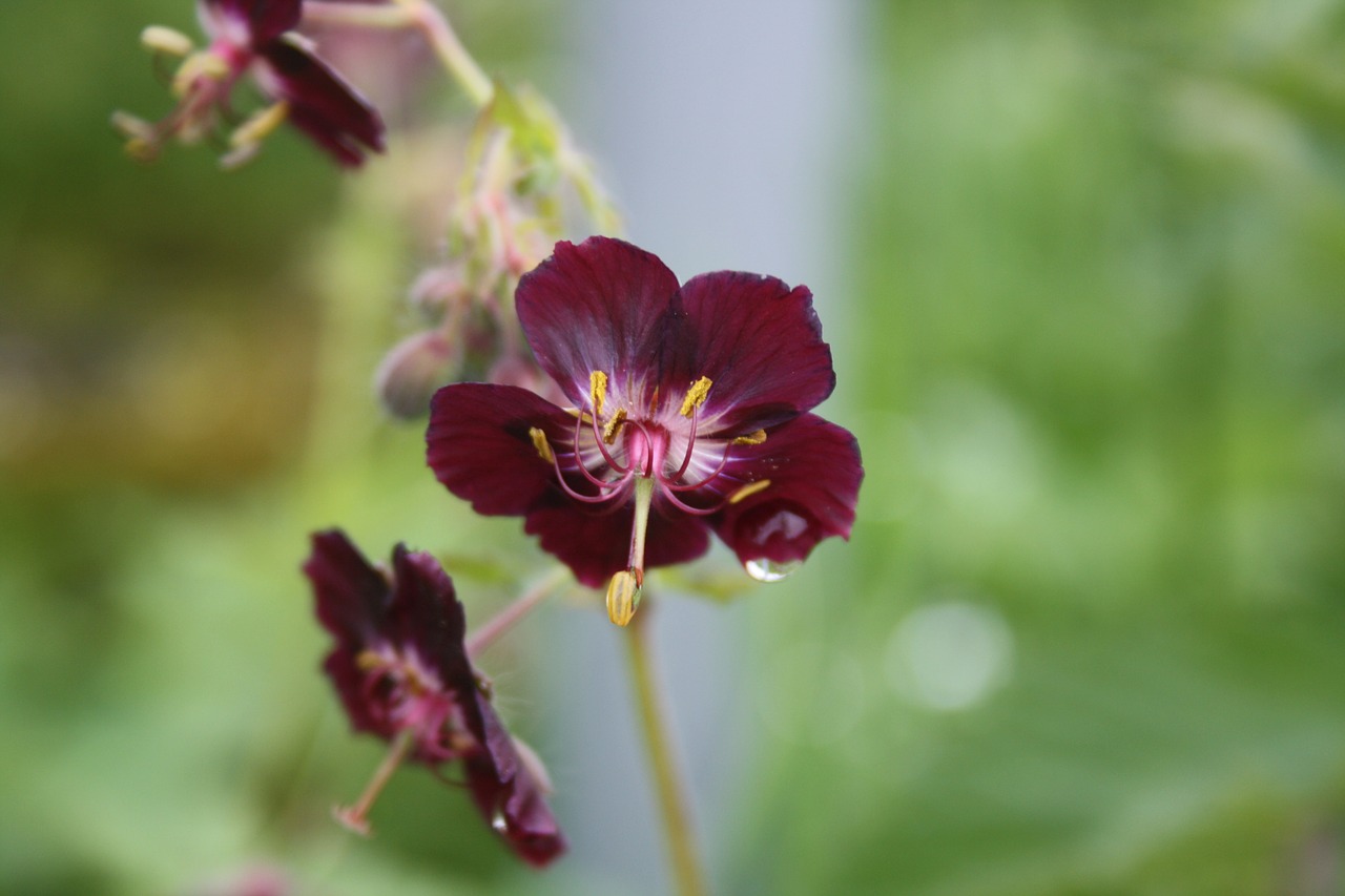 purple brown storchschnabel front view dewdrop free photo