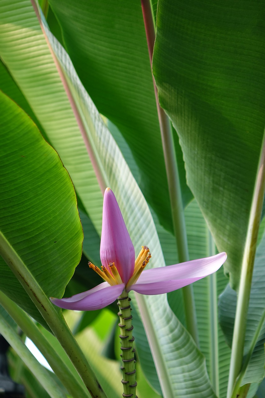 purple bud banana 蓮 flower banana musaceae free photo