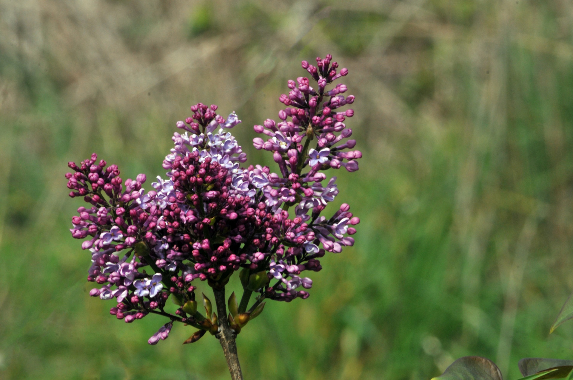 purple plant flower free photo