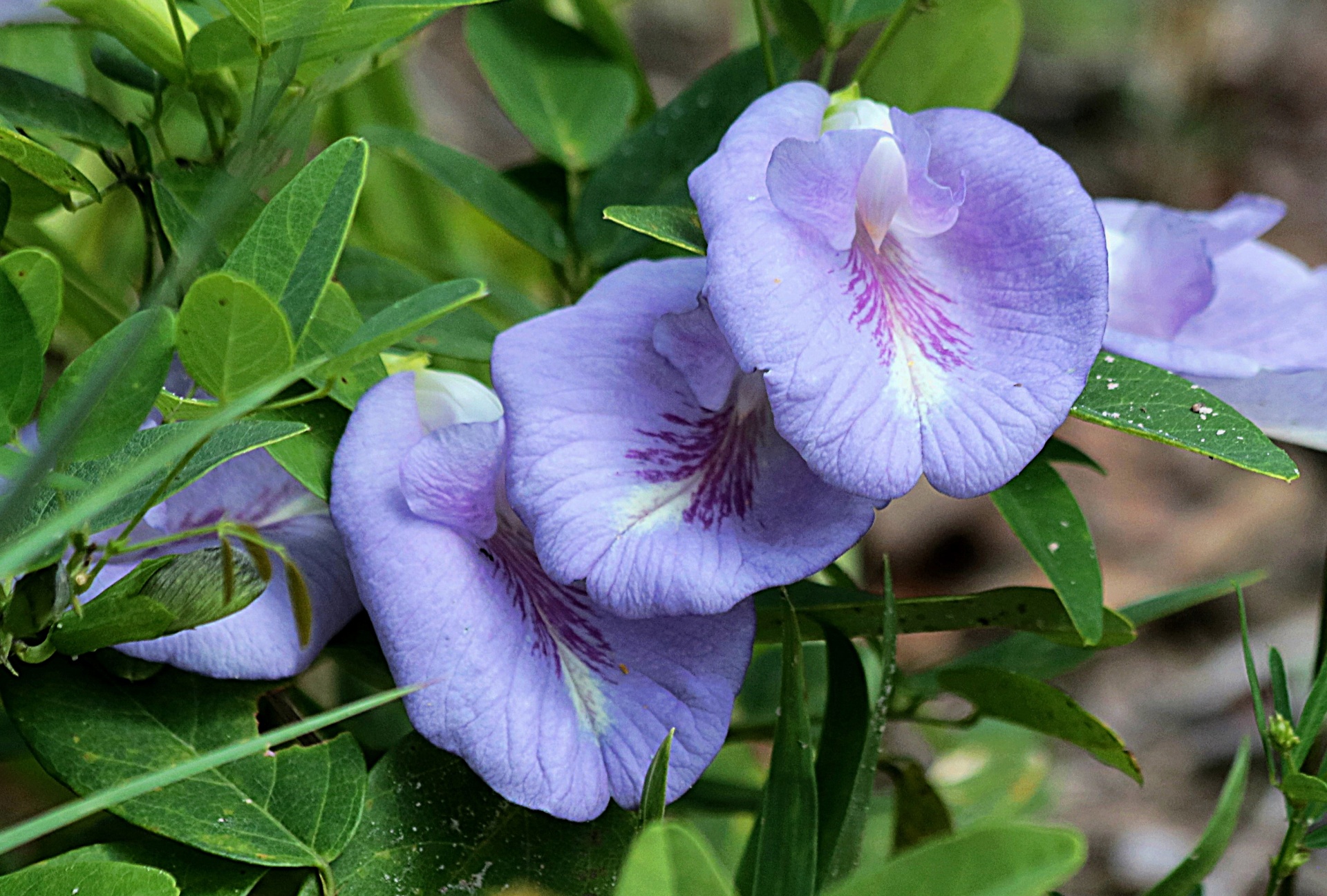 nature plants flowers free photo