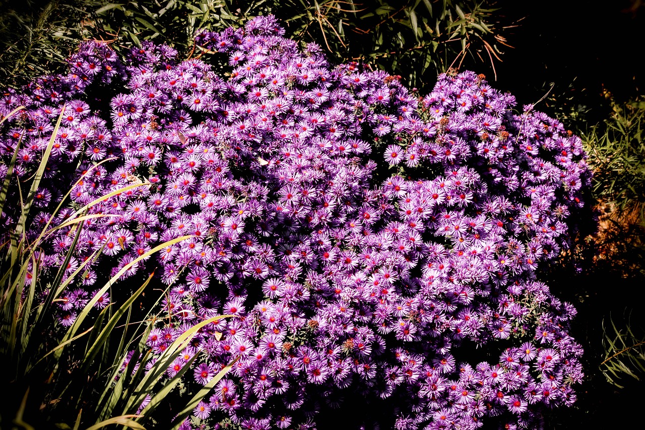 purple button chrysanthemums flower blossom free photo