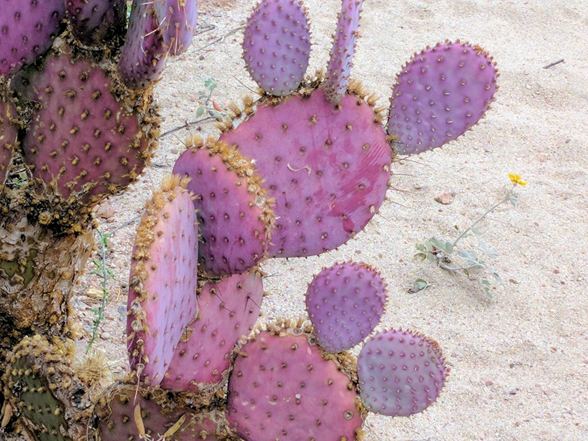 cactus cacti purple free photo
