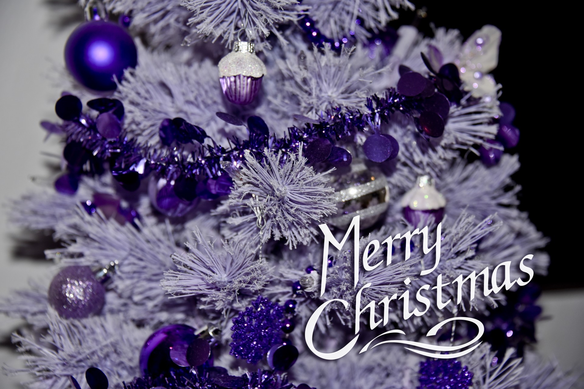 christmas purple xmas free photo