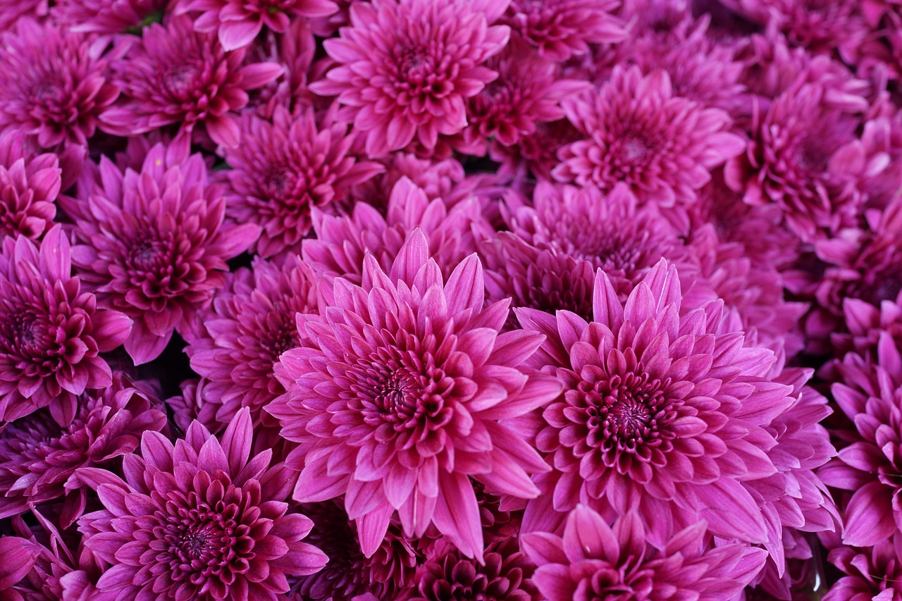 purple chrysanthemum abstract pattern free photo