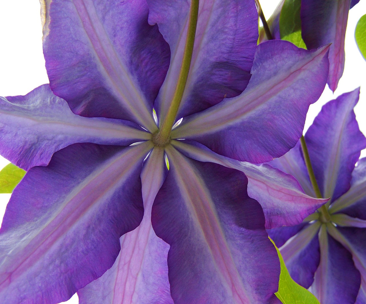 purple clematis clematis climbing plants free photo