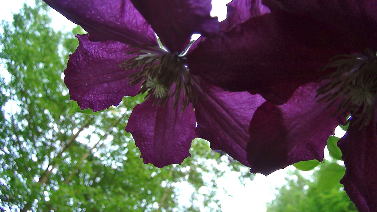 flower purple clematis free photo