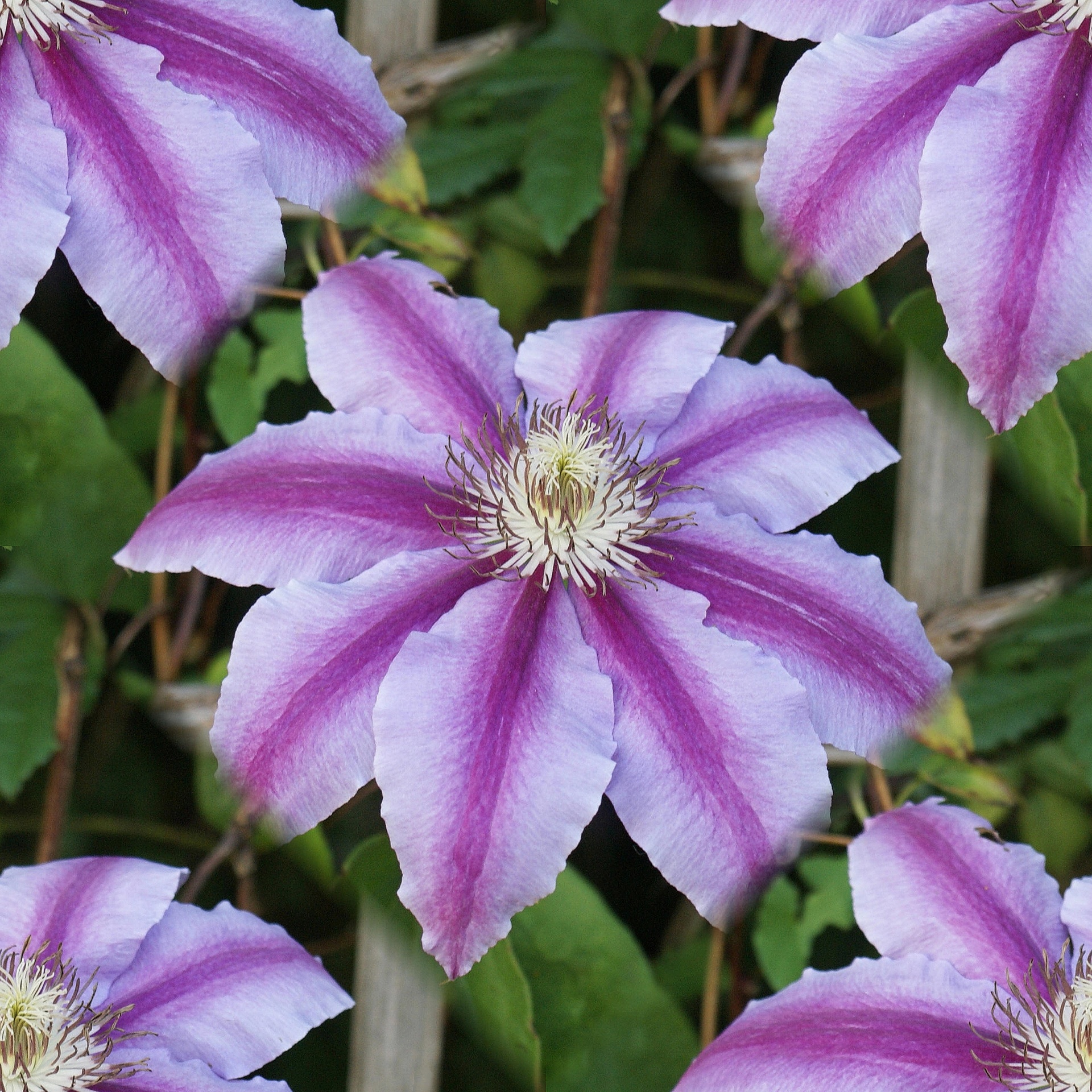 flower clematis purple free photo