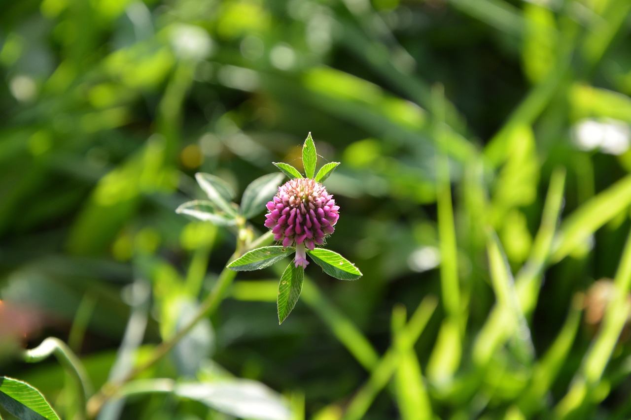 purple clover clover flower prairie free photo