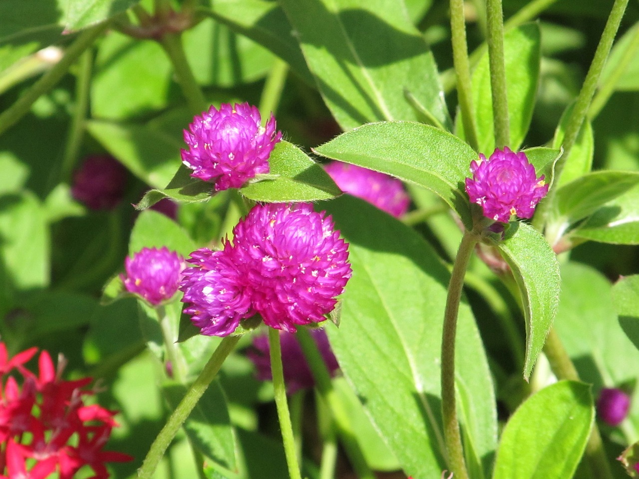 purple clover blossoms blooms free photo