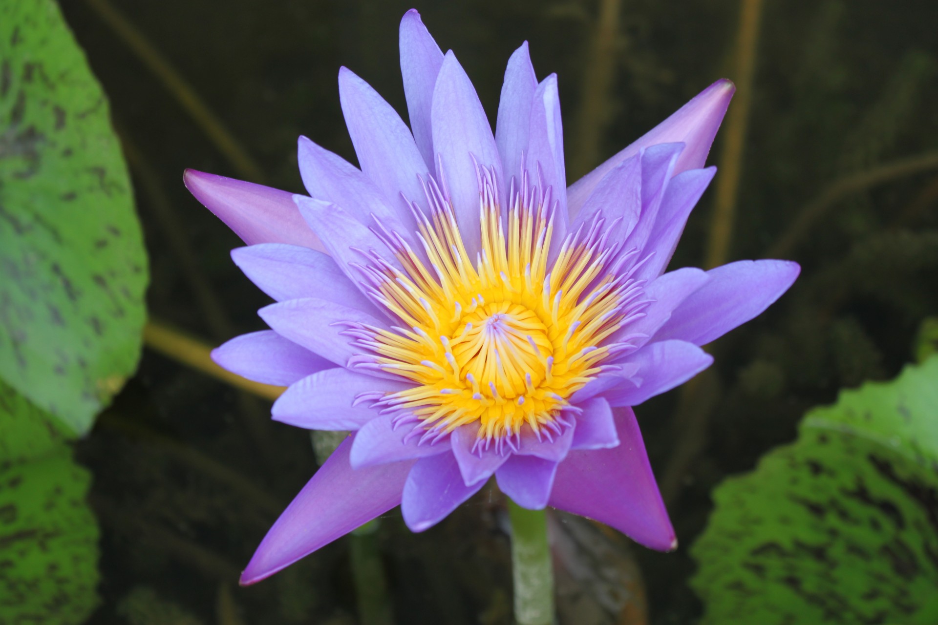 purple color lotus free photo