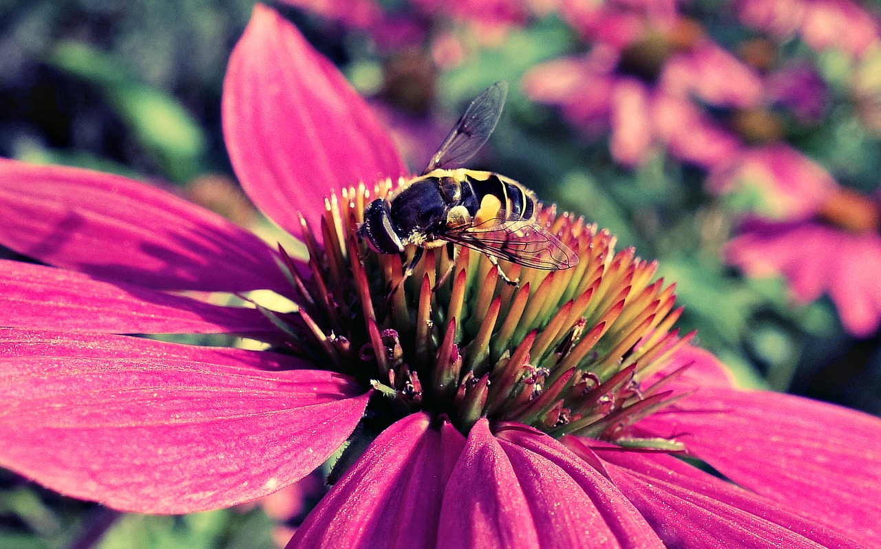 purple cone flower cone flower echinacea free photo