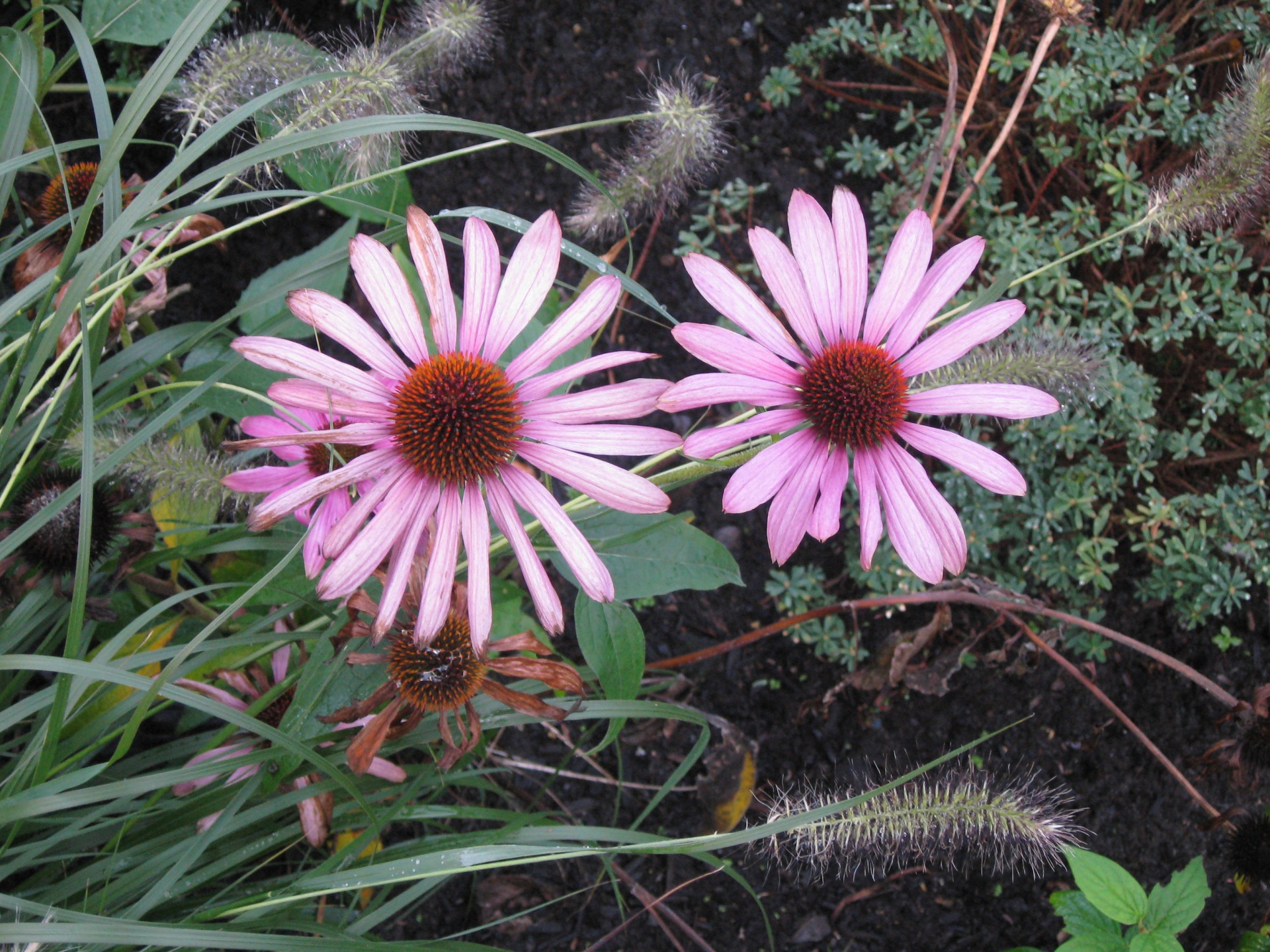 flower cone flower purple free photo