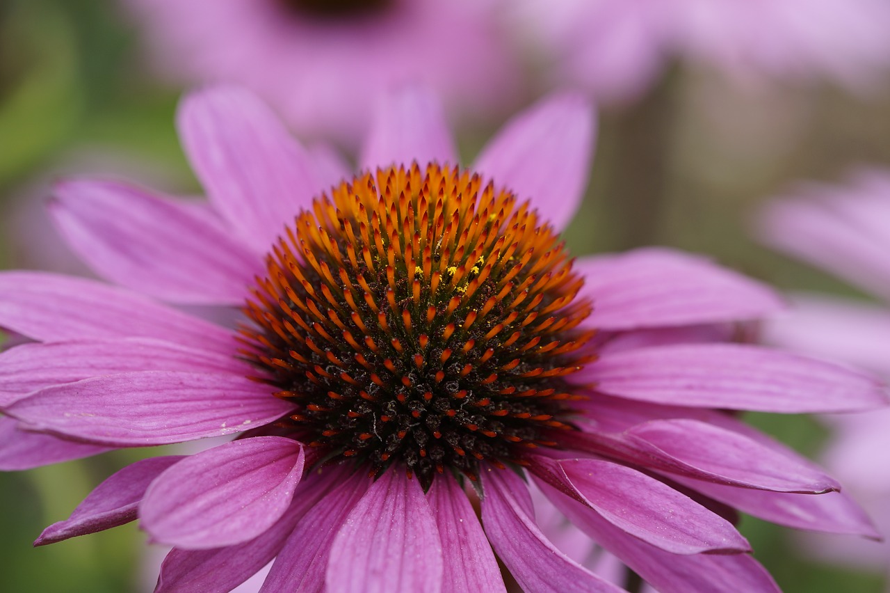 purple coneflower flower blossom free photo