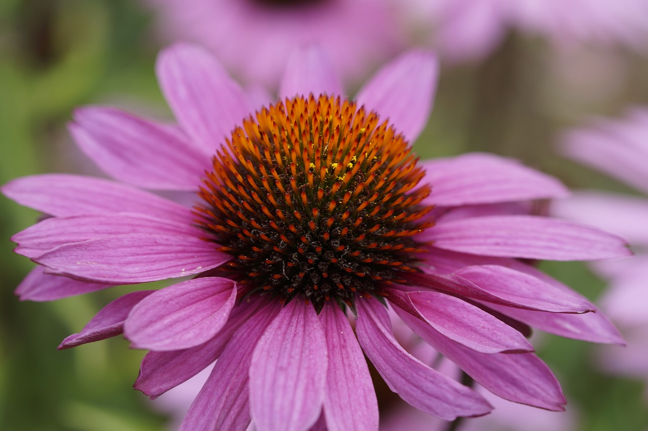 purple coneflower flower blossom free photo