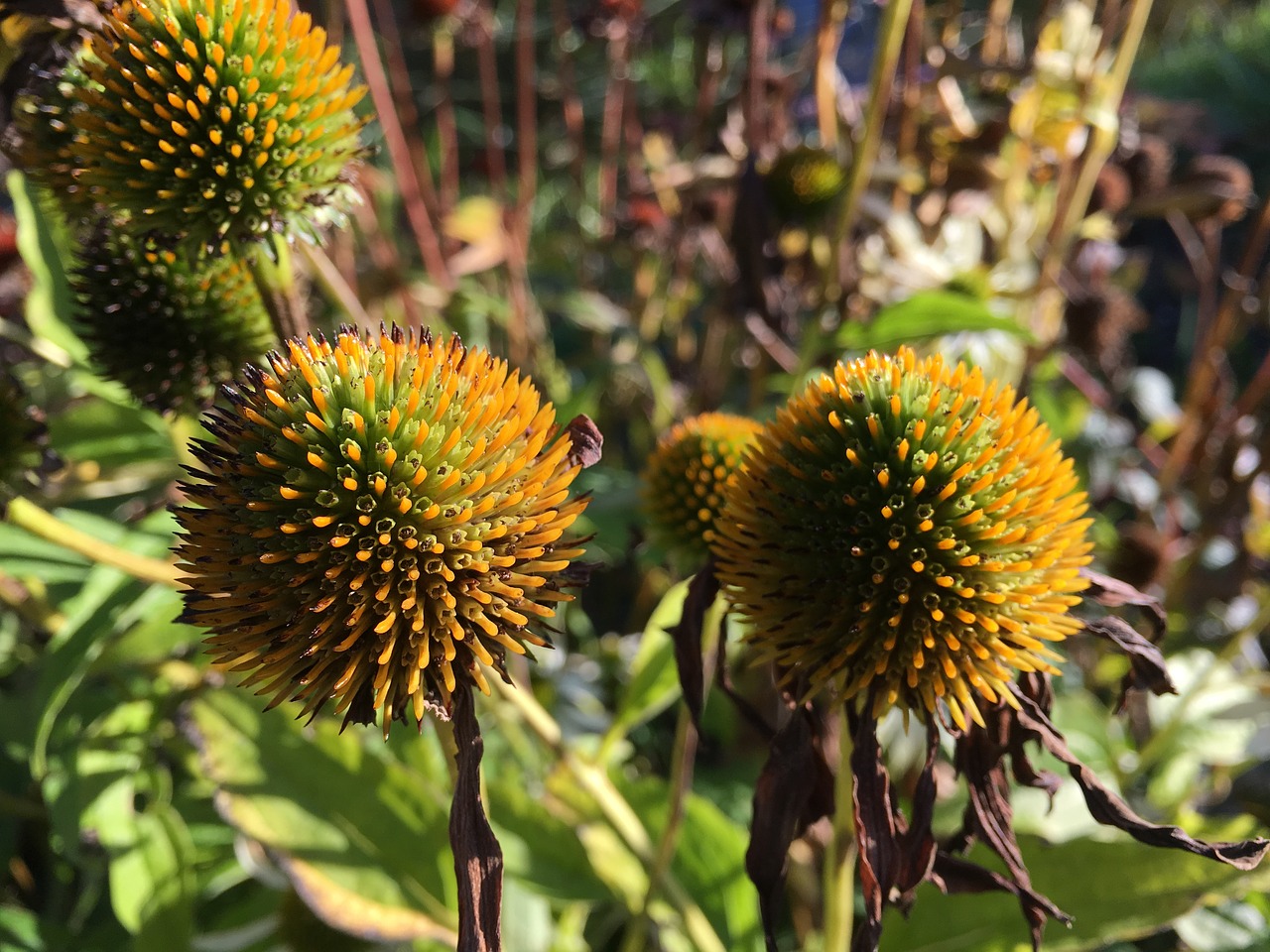 purple coneflower echinacea purpurea flower free photo