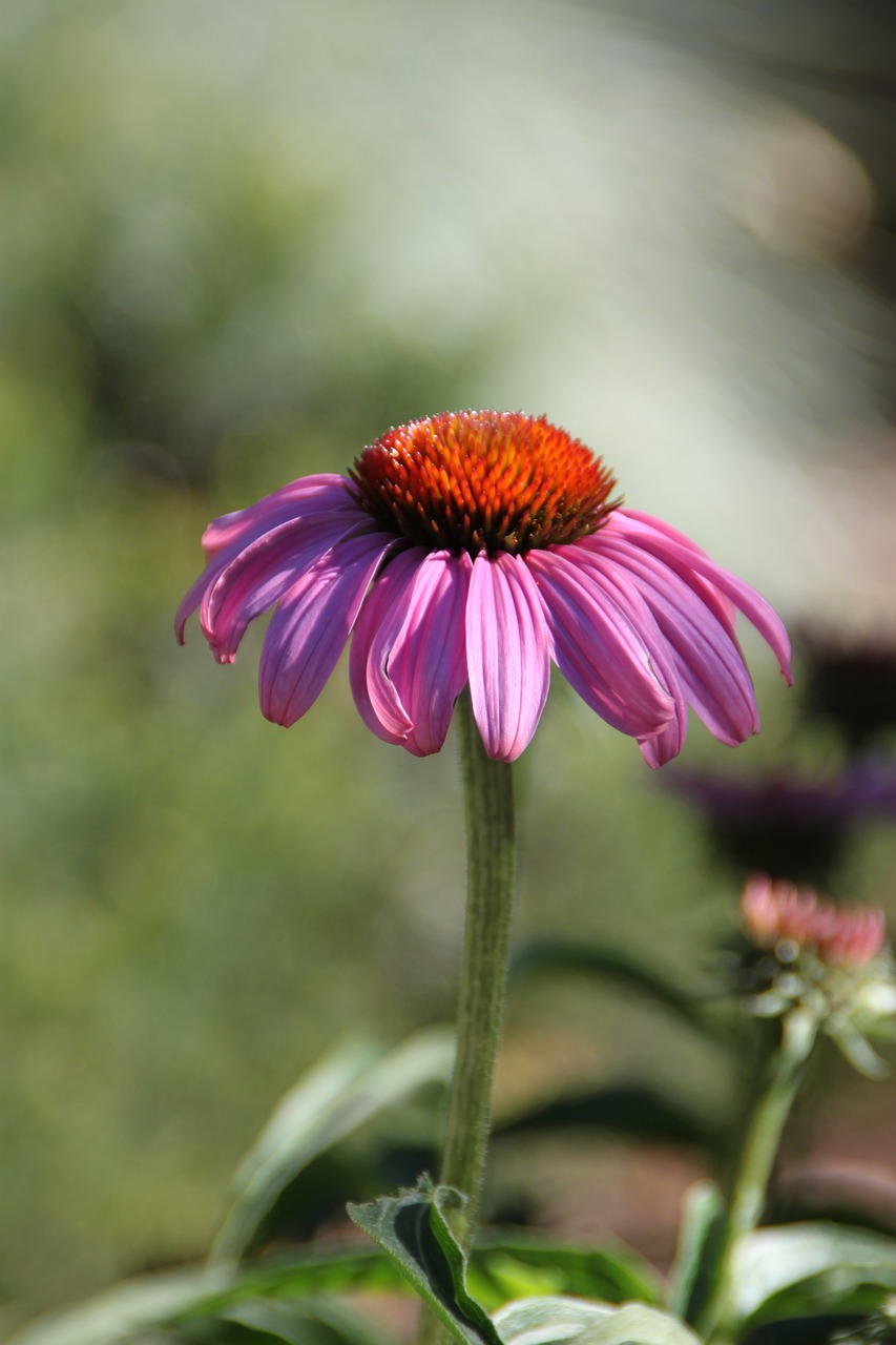 purple coneflower utah salt lake city free photo