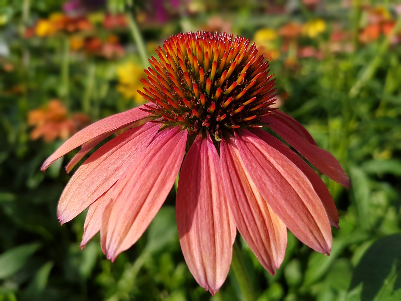 purple coneflower echinacea flowers free photo