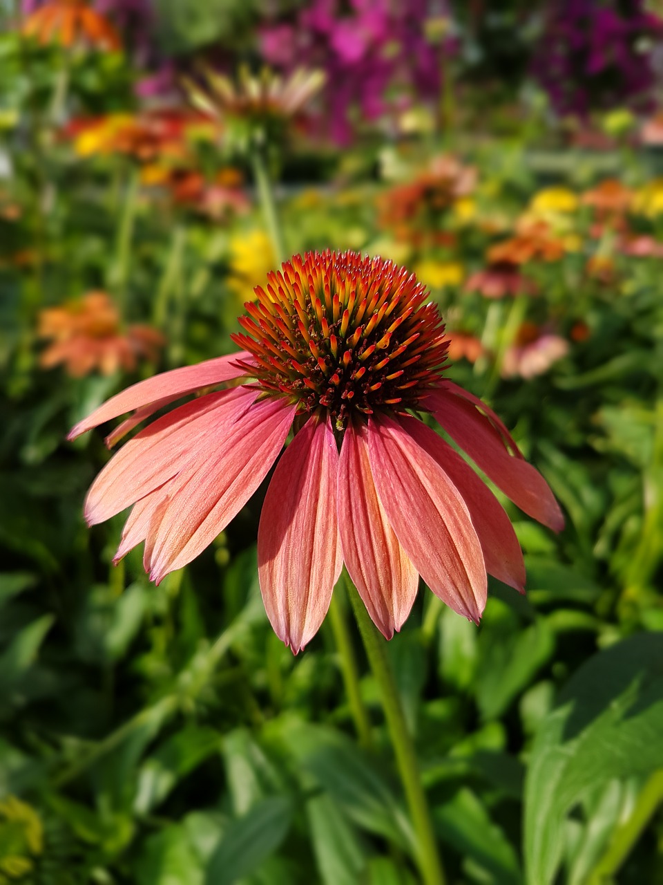 purple coneflower echinacea flowers free photo