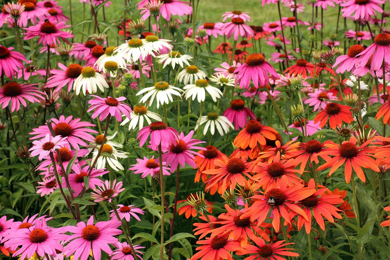 purple coneflower  echinacea  flowers free photo