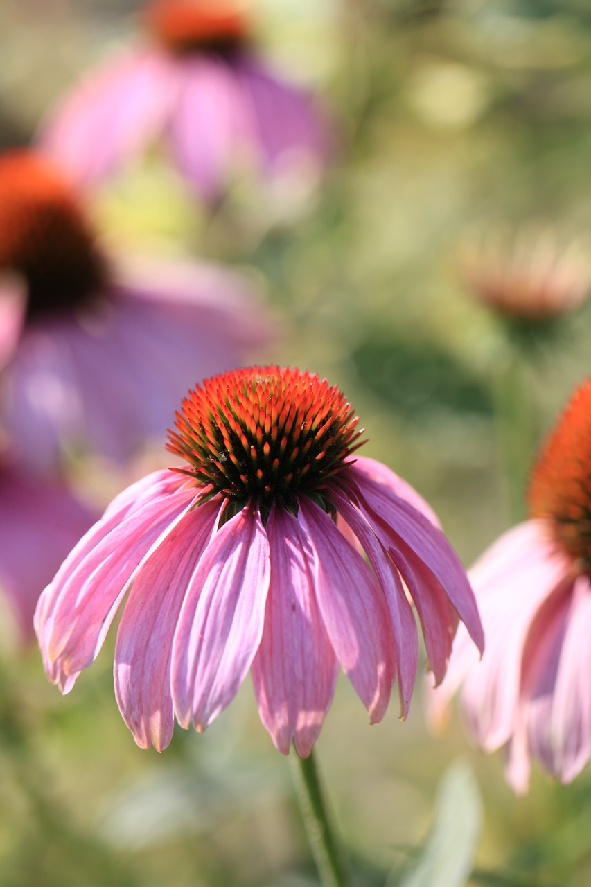 purple coneflower  echinacea  flower free photo