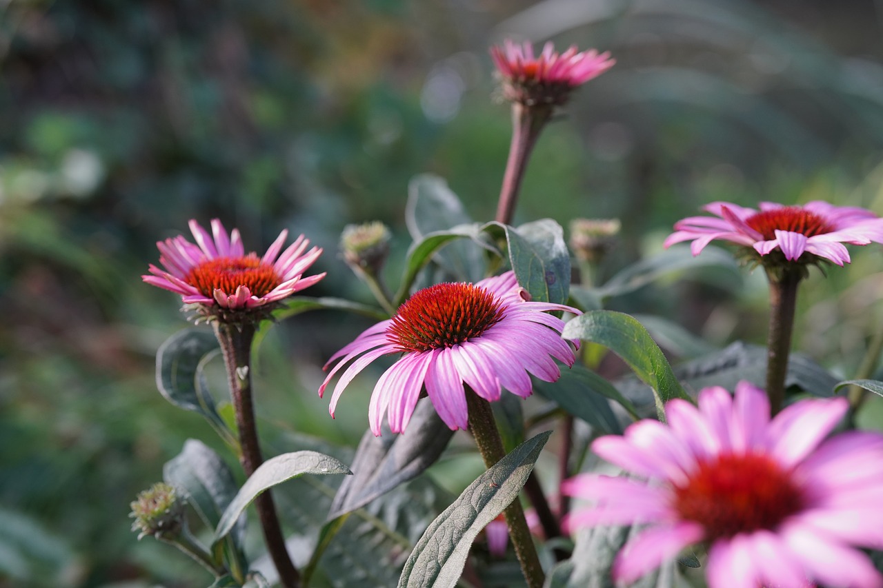 purple coneflower  echinacea  flower free photo