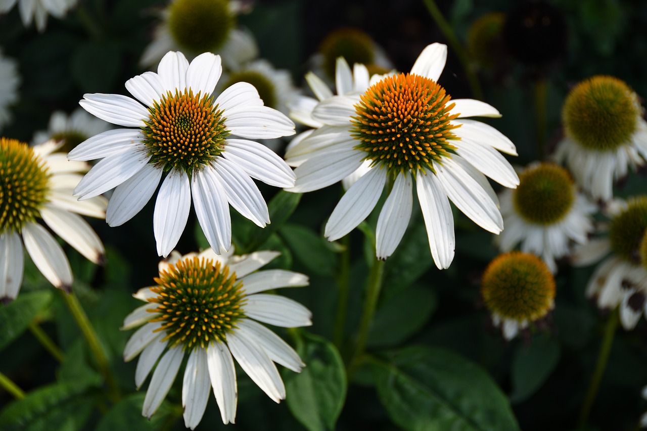 purple coneflower  white  flower free photo