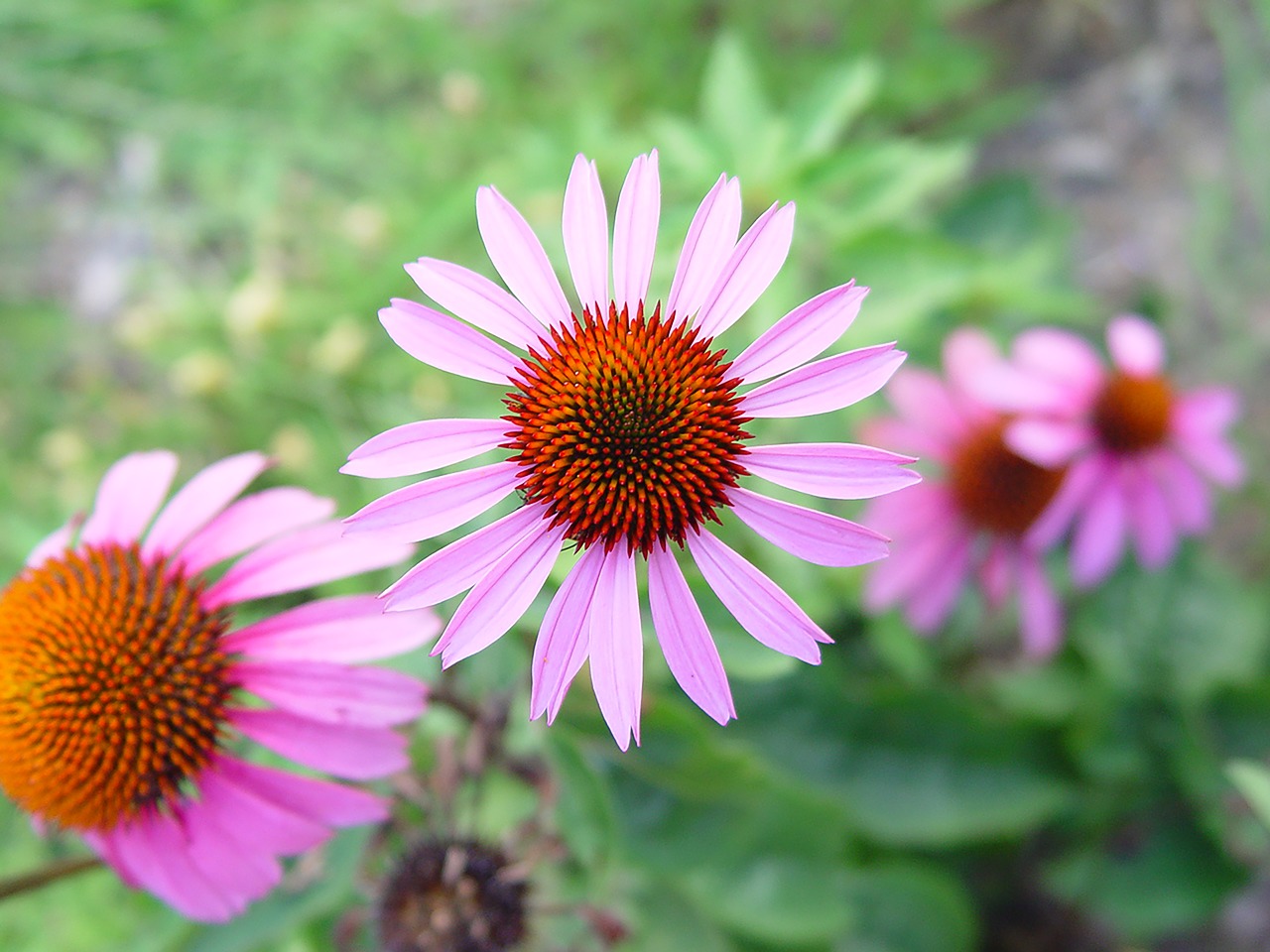 purple coneflower  echinacea  bloom free photo