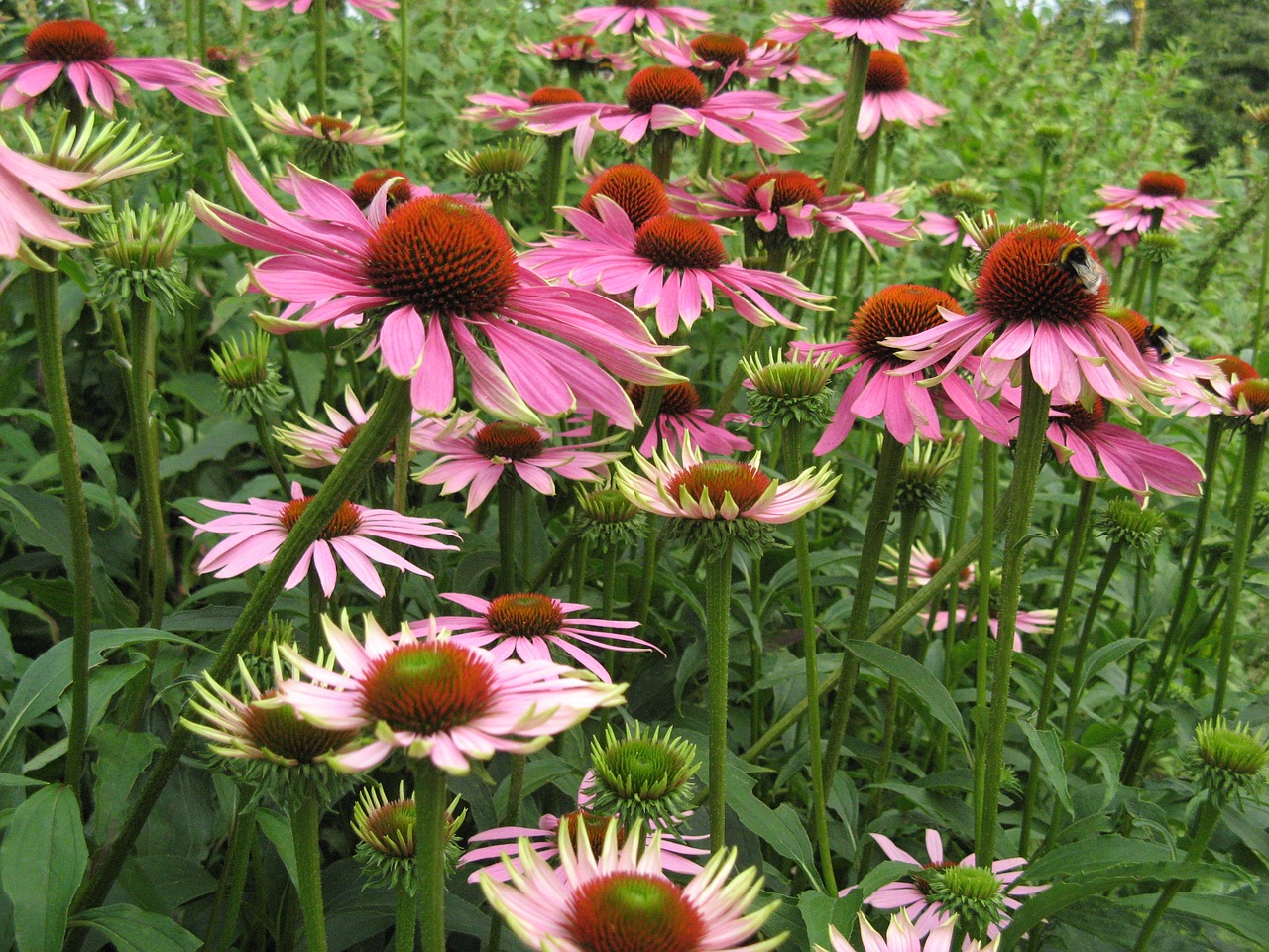 purple coneflower flowers sun hat free photo