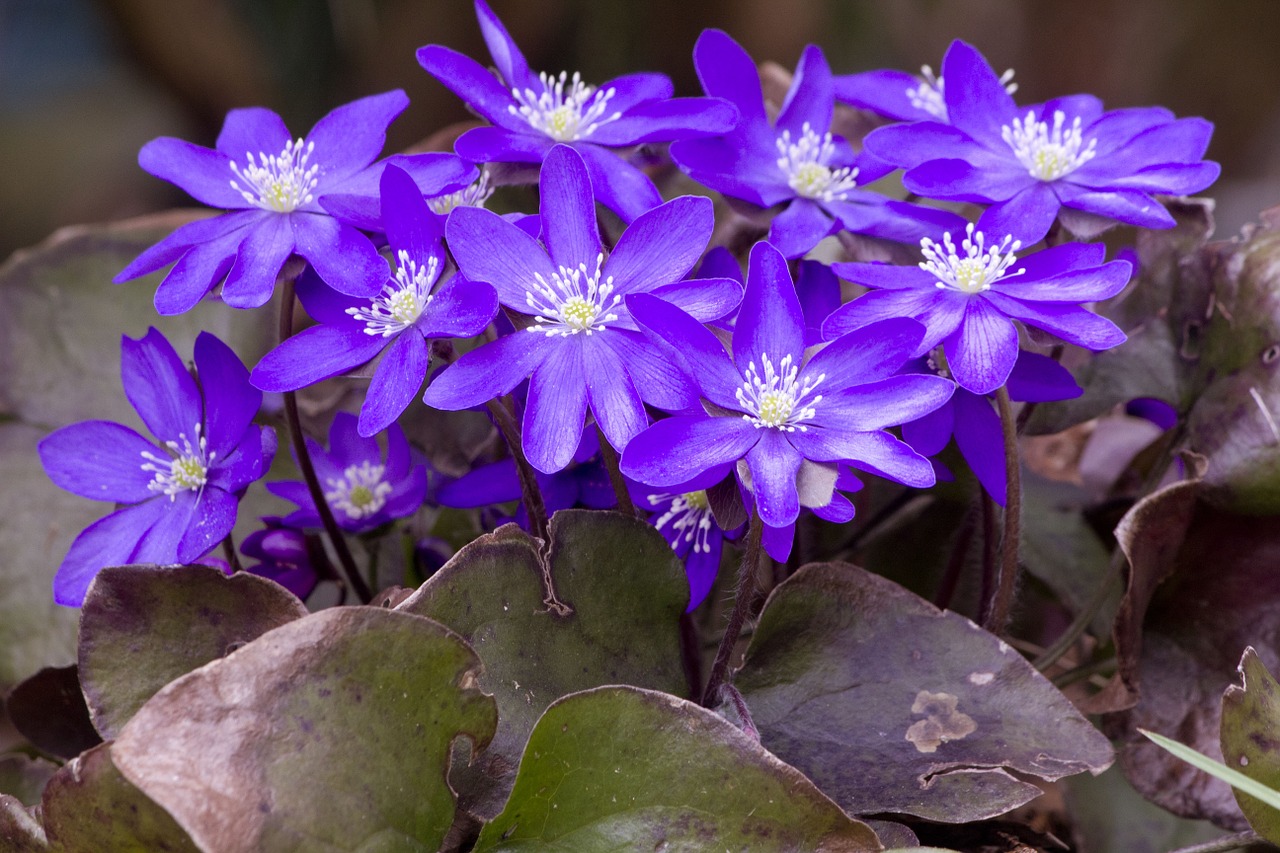 purple costs flower forest flower garden free photo