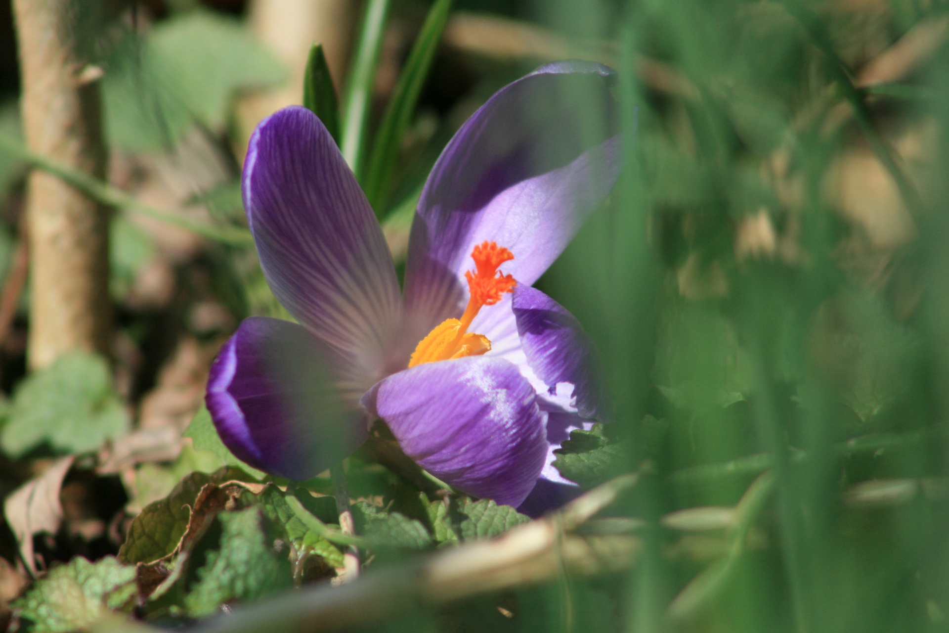 purple spring flowers free photo