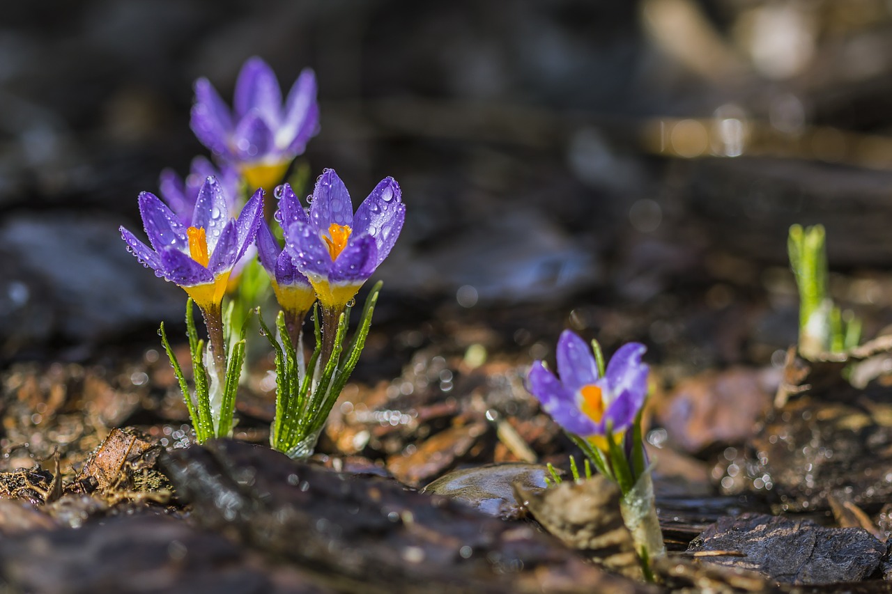 purple crocus spring flower free photo