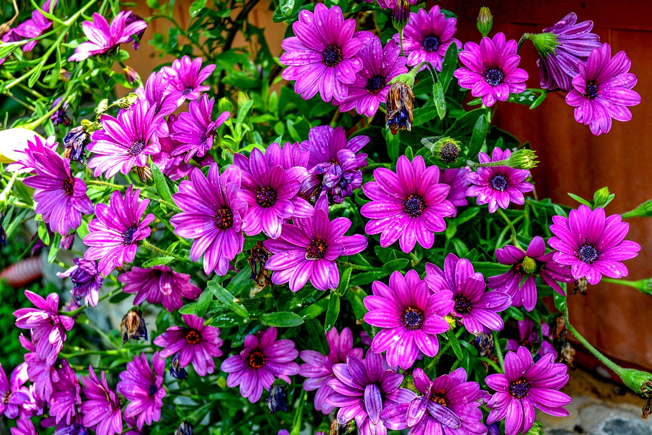 purple daisies purple flower free photo
