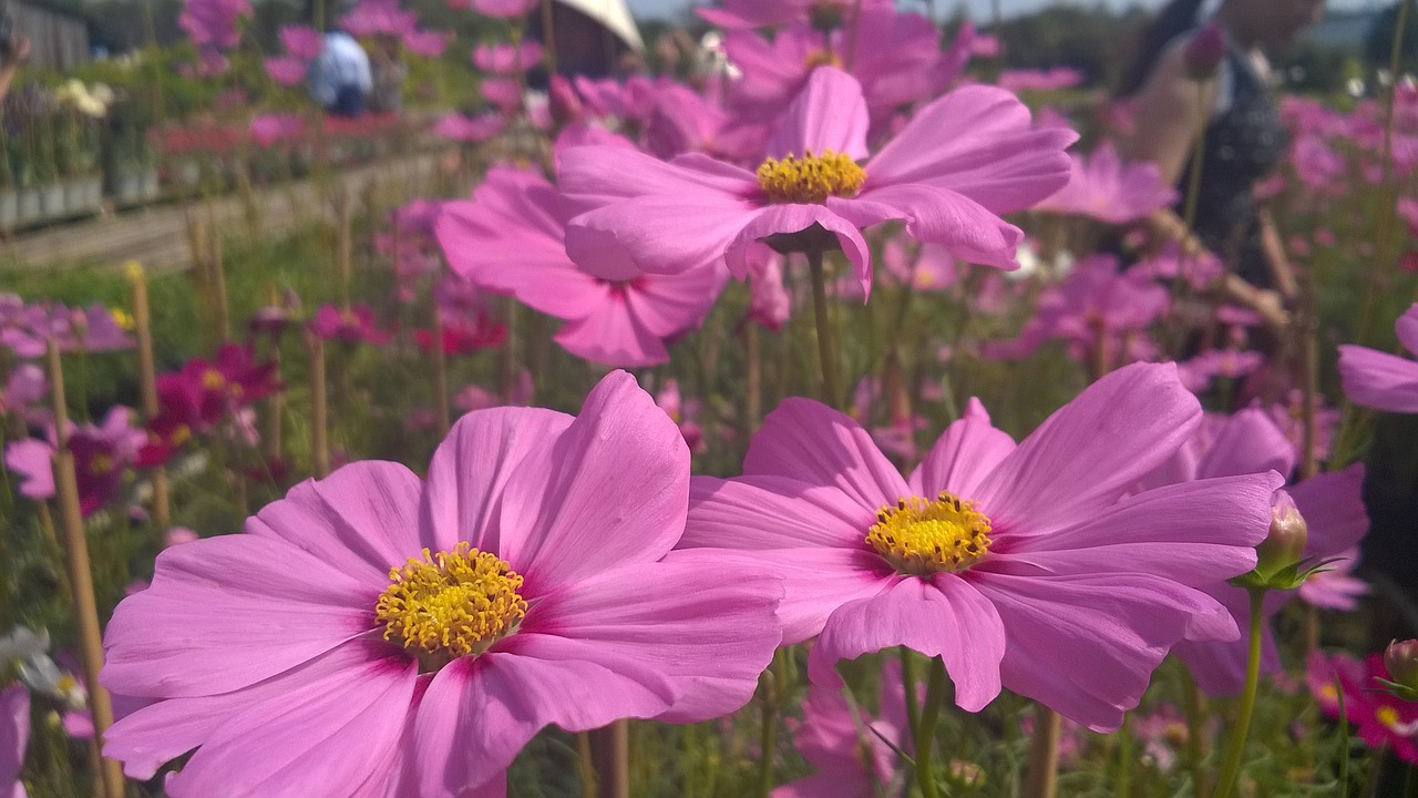 purple daisies violet flower free photo