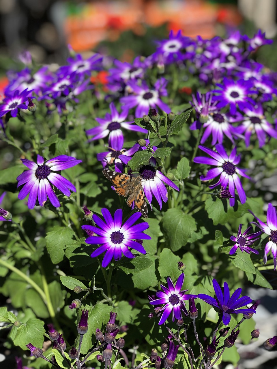 purple daisies  painted lady butterfly  butterfly free photo