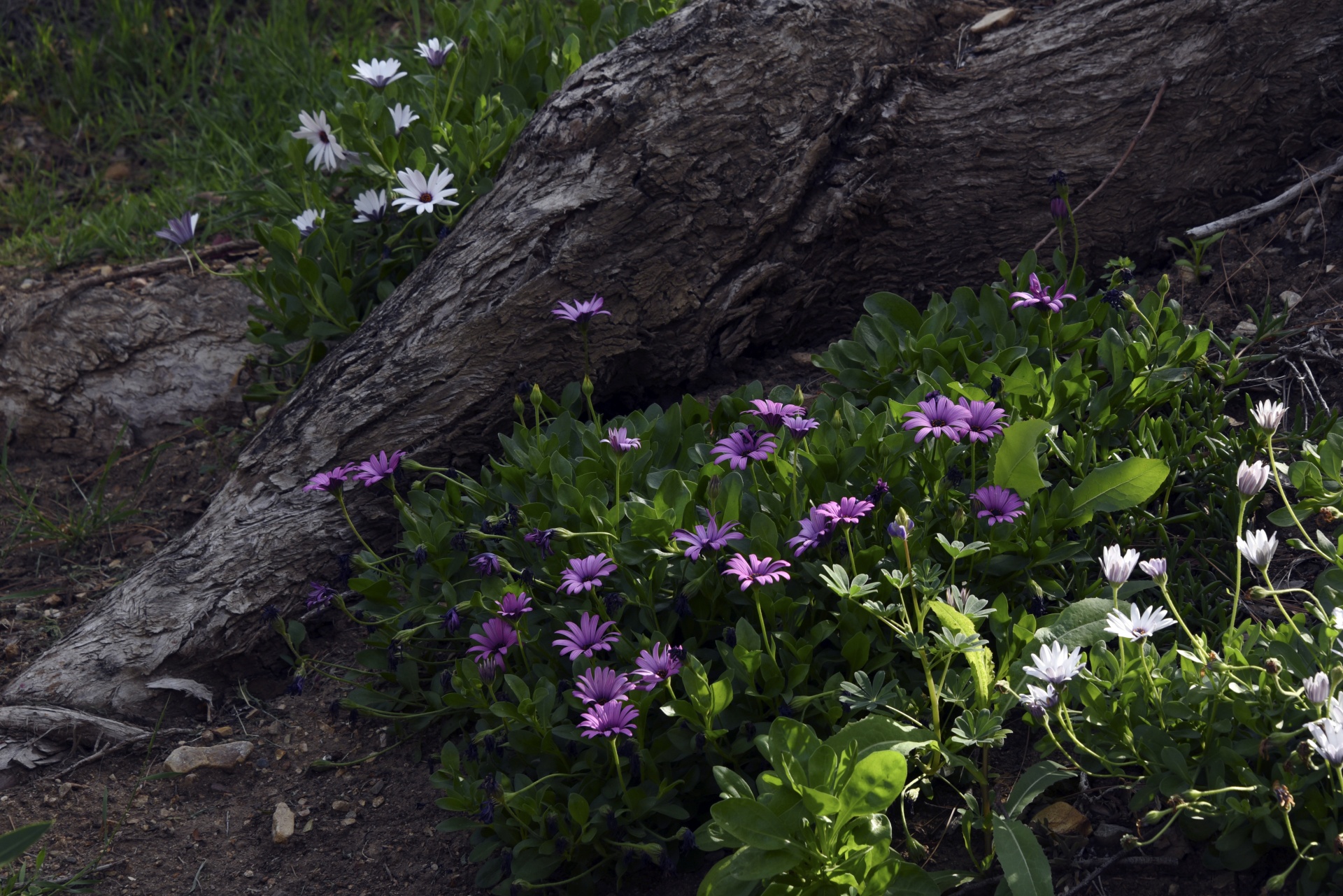 flower purple daisies free photo