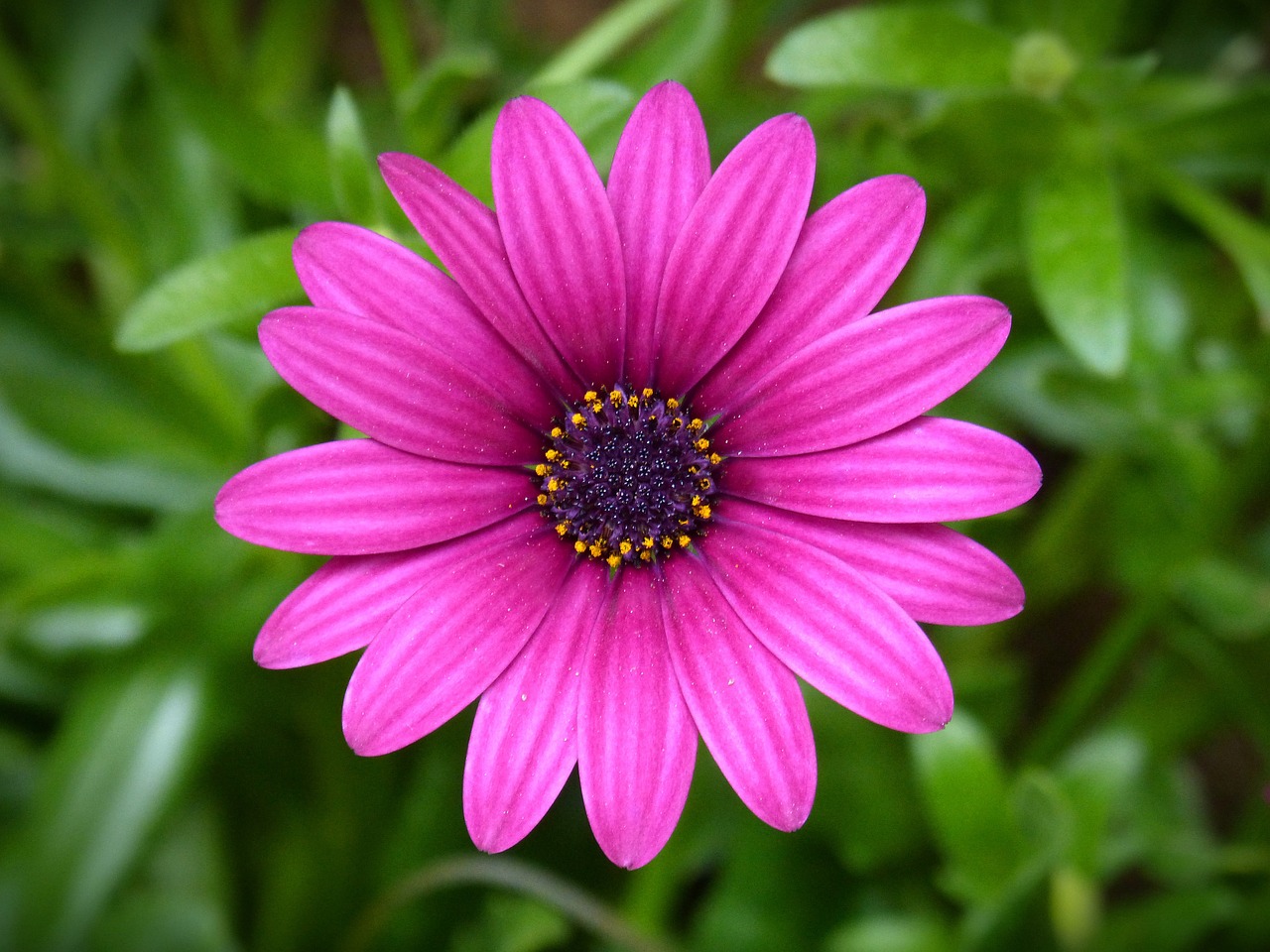 purple daisy flower beauty free photo