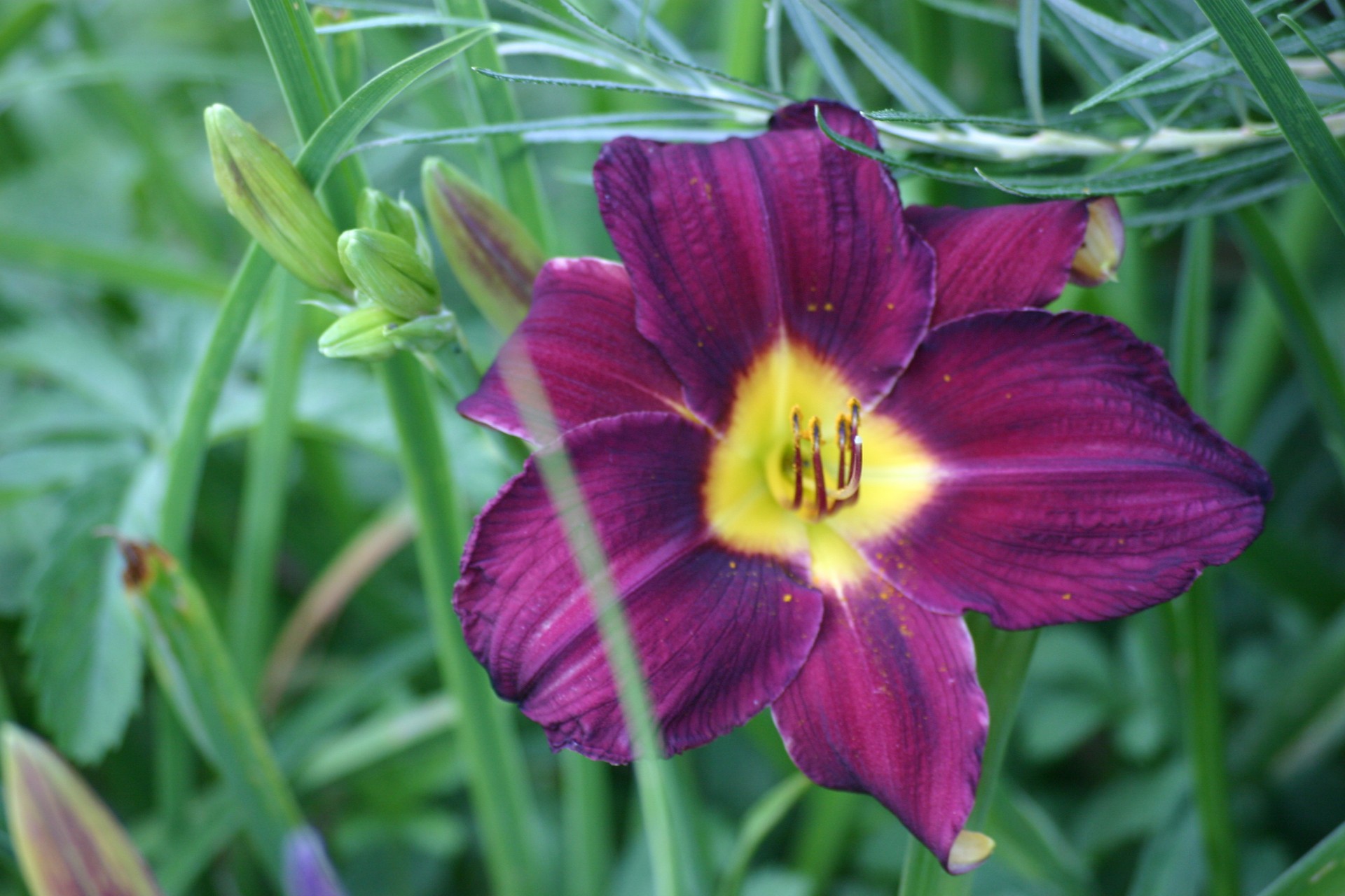 flower daylily purple flower free photo