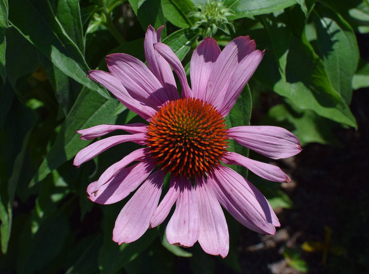 purple echinacea echinacea cone flower free photo