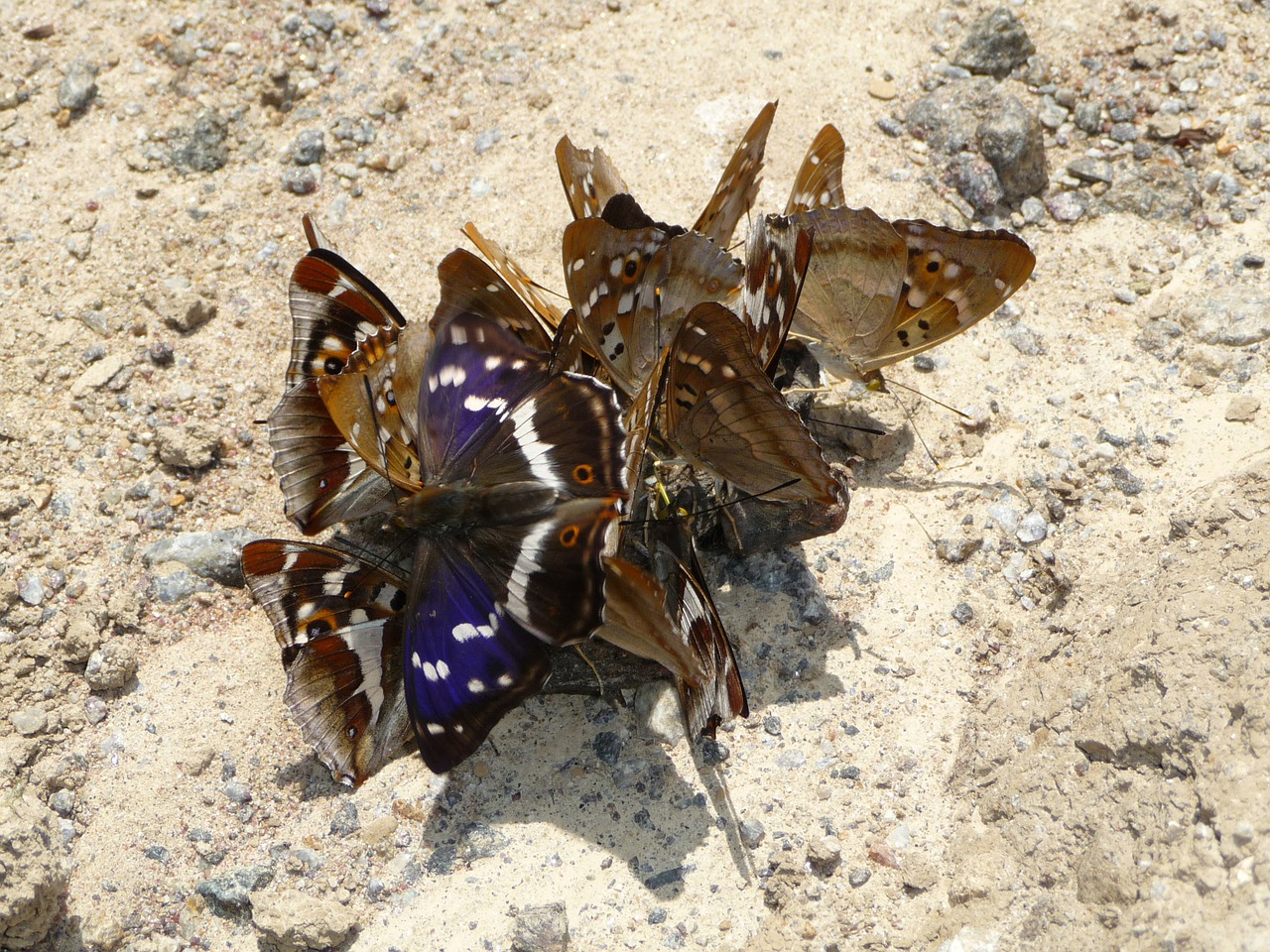 purple emperor butterflies lesser purple emperor free photo