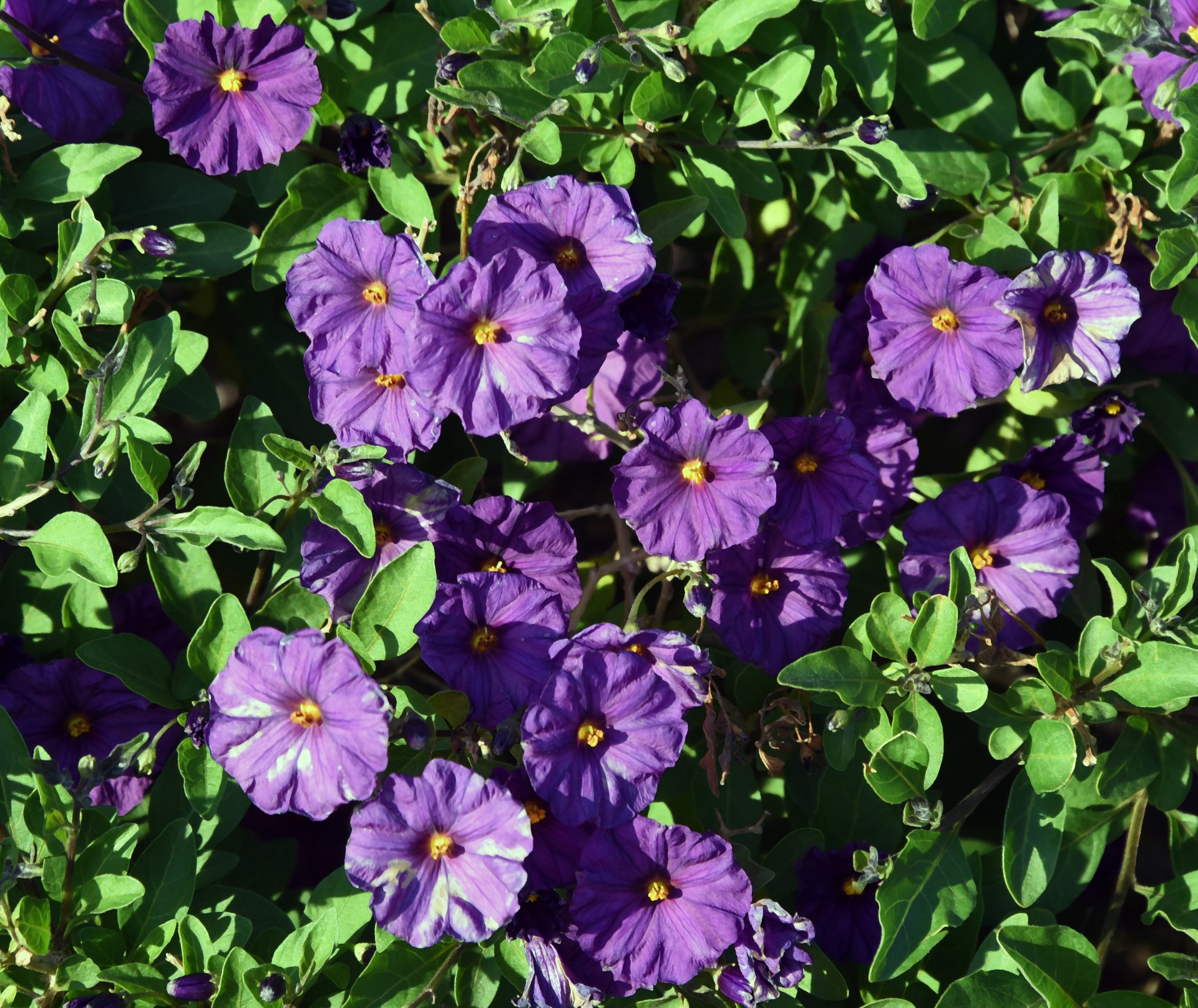 purple flower pansy free photo