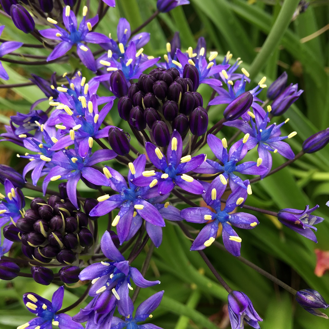 shiraperubiana purple flower bed of flowers free photo