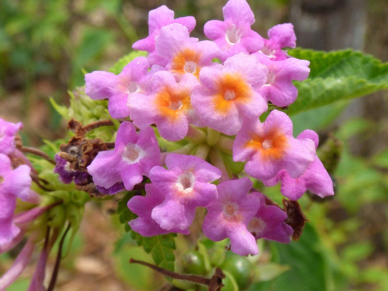 purple flower macro summer free photo