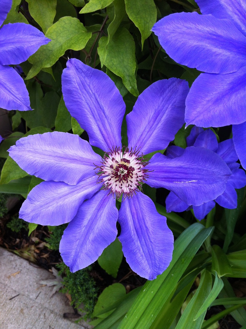 purple flower clematis garden free photo