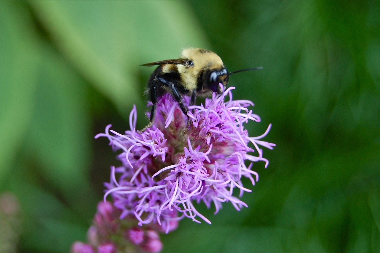 purple flower bee nectar free photo