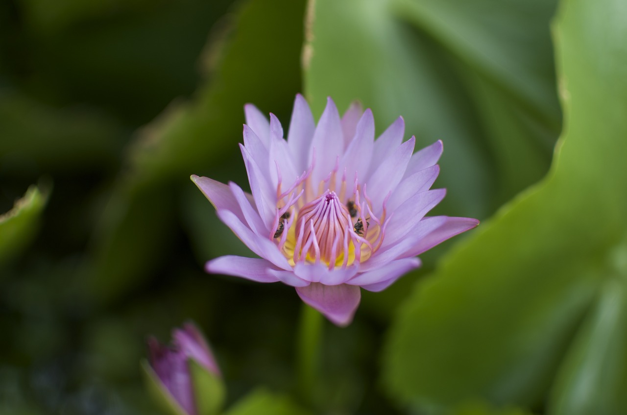 purple flower pink flower macro free photo