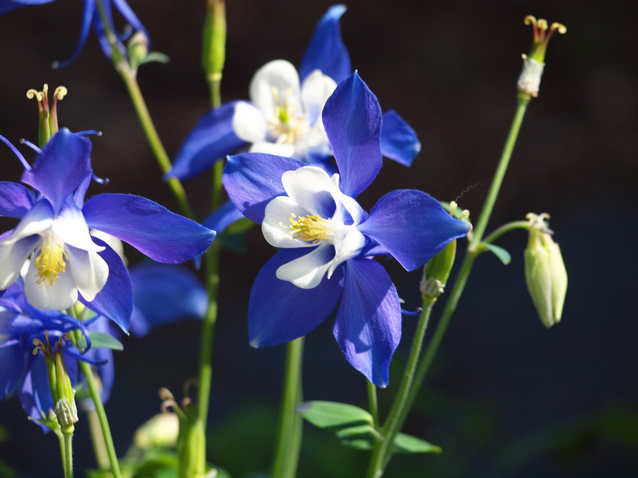 flower spring purple flower free photo