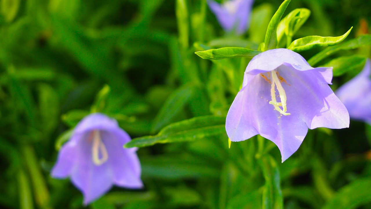 purple flower purple flowers free photo