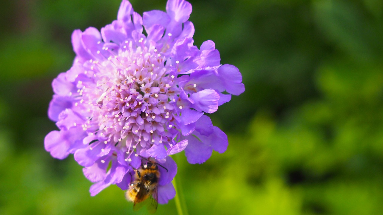 purple flower bee nature free photo