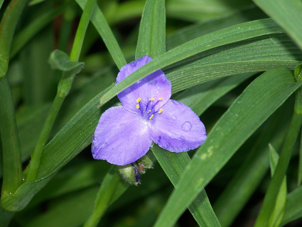 flower purple purple flower free photo