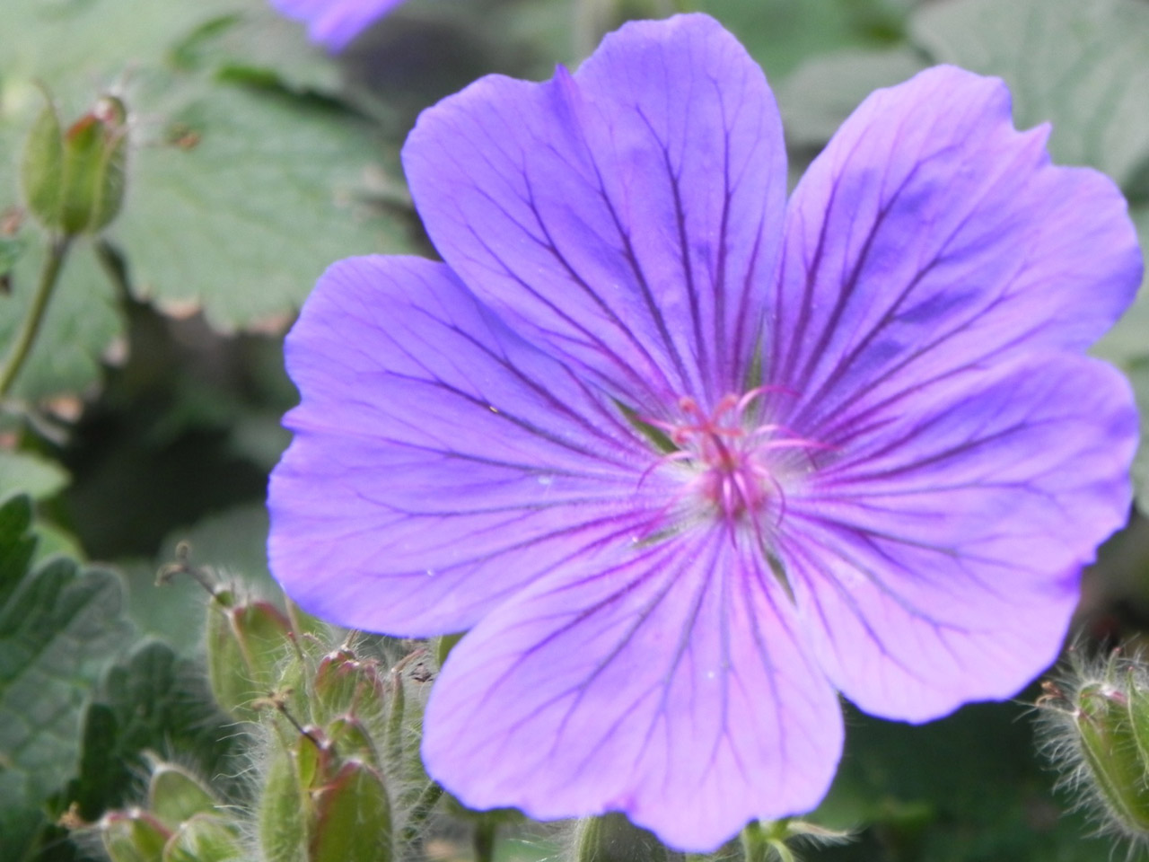 flower purple stigma free photo